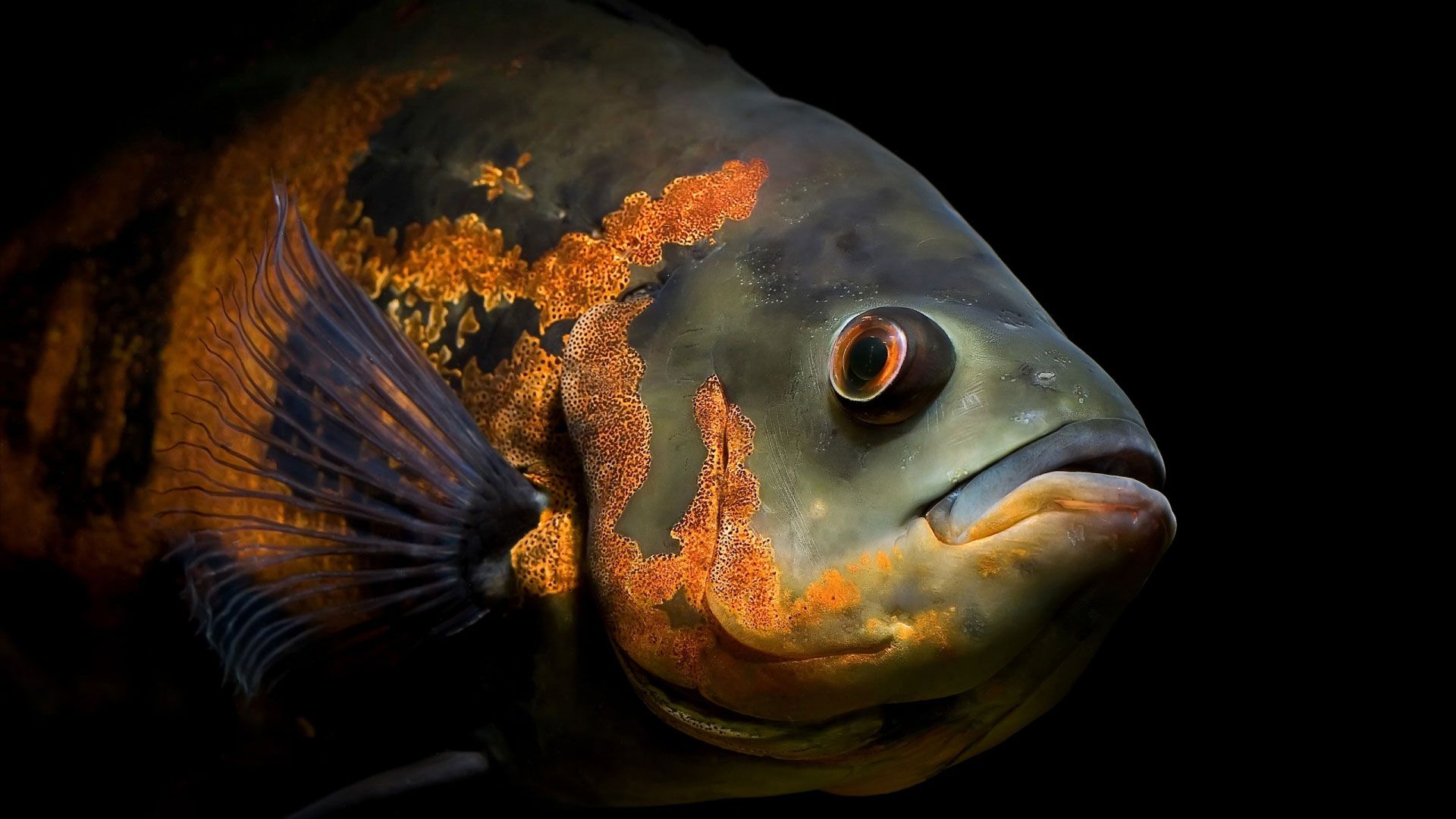 moshhnaya- (1920×1080). Oscar fish, Fish, Animal wallpaper