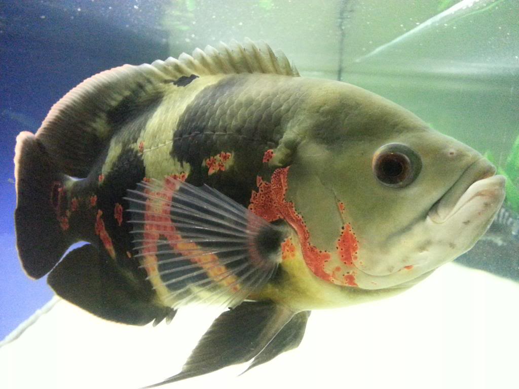 Oscar Fish in aquarium photo and wallpaper. Cute Oscar Fish