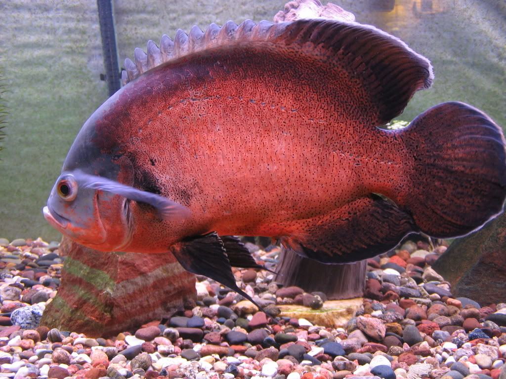 Red black Oscar Fish wallpaperx768