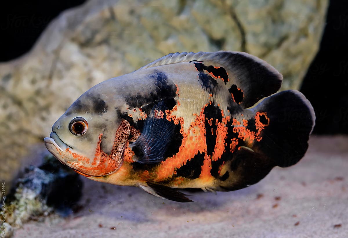 oscar cichlid fish by Andreas Gradin, Fish