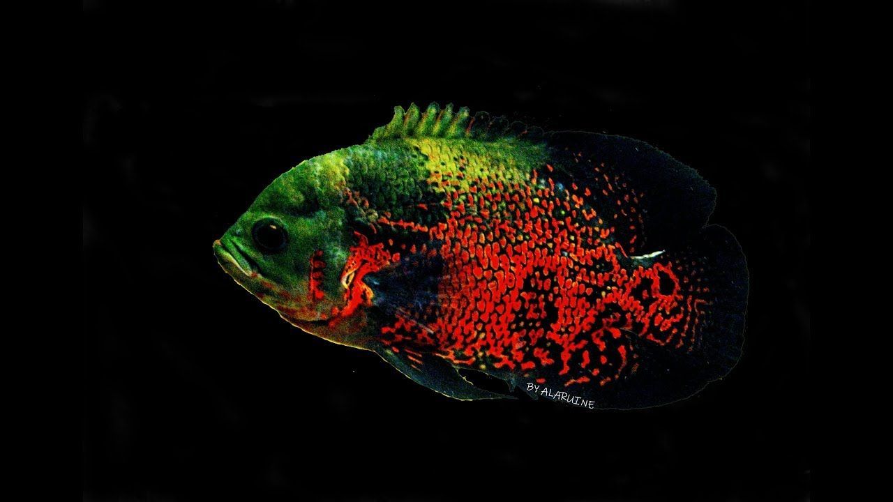 Oscar fish male & female FISHTANKAQUARIUMS oscar fish is male or