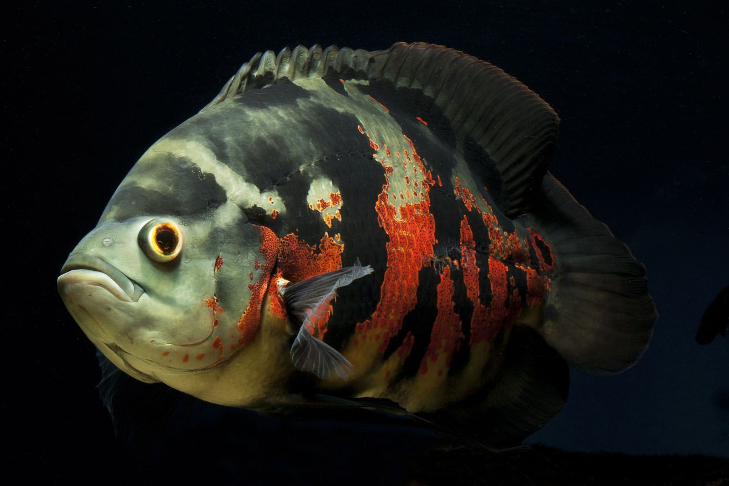1500x1001px Oscar Fish (170.39 KB).07.2015
