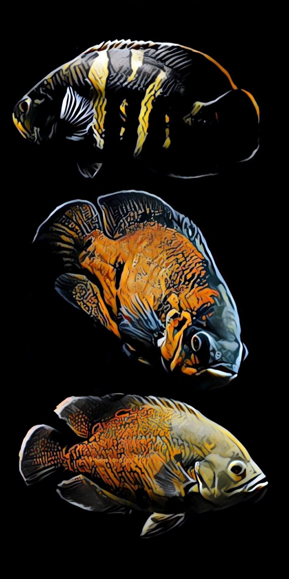 Gold Fish Aq