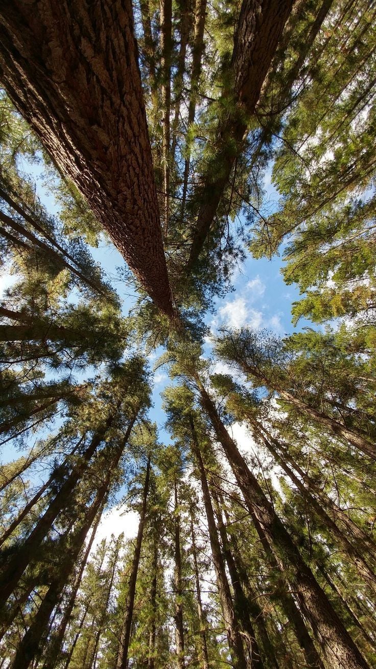 Free download hutan in 2019 Pine trees
