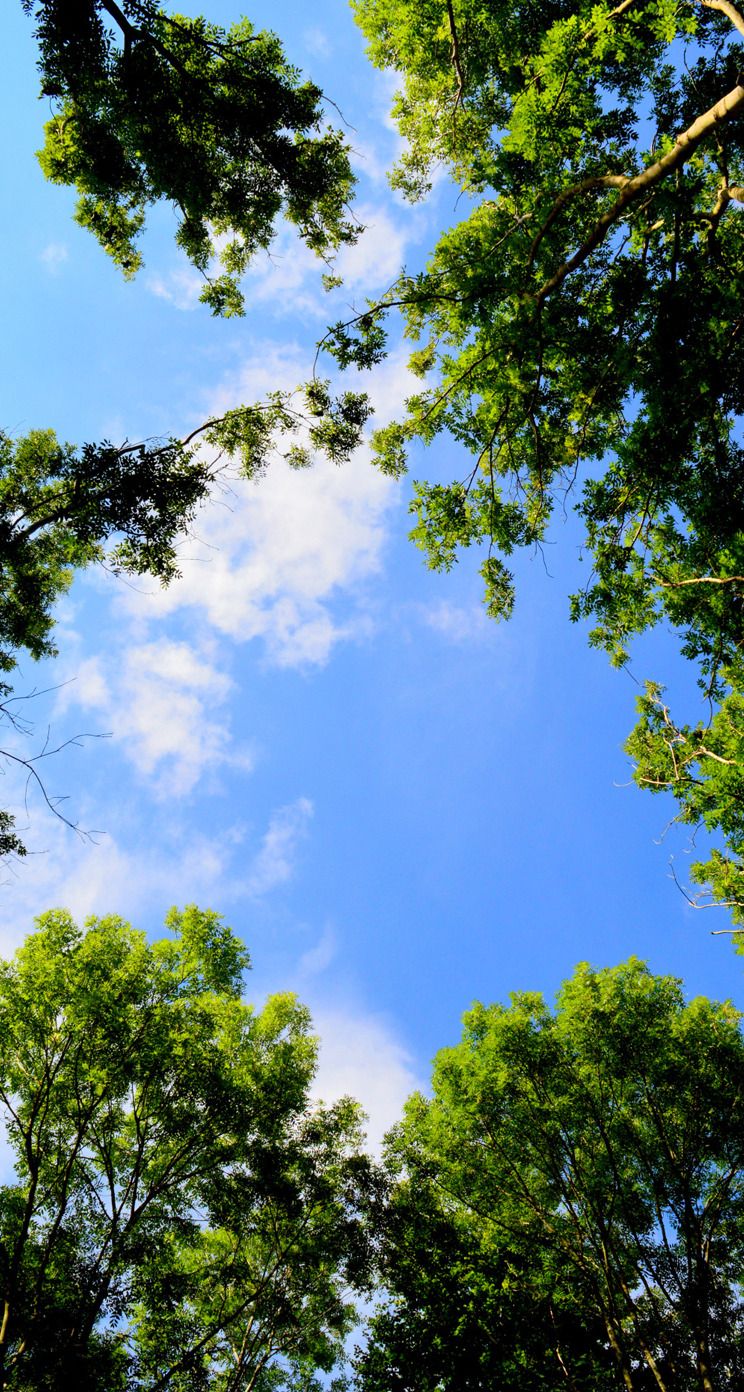 iPhone Wallpaper. Sky, Vegetation, Tree, Daytime, Nature, Blue