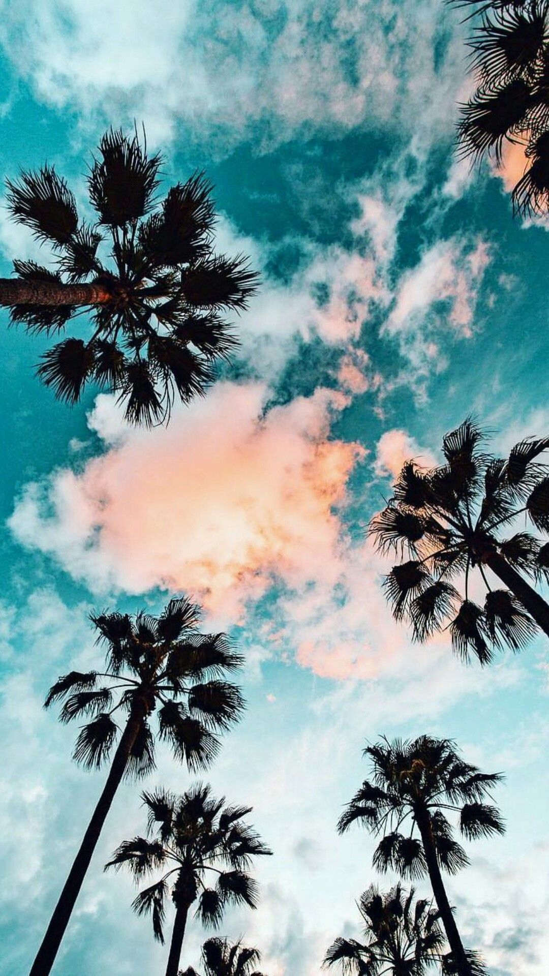 Free download New palm tree sunset ocean beach iphone wallpapers 640x1136  for your Desktop Mobile  Tablet  Explore 49 Palm Tree iPhone Wallpaper   Palm Tree Backgrounds Palm Tree Wallpapers Palm