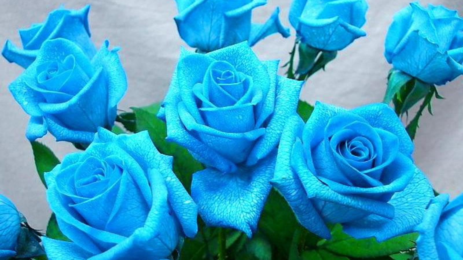 Blue Roses wallpaperx900
