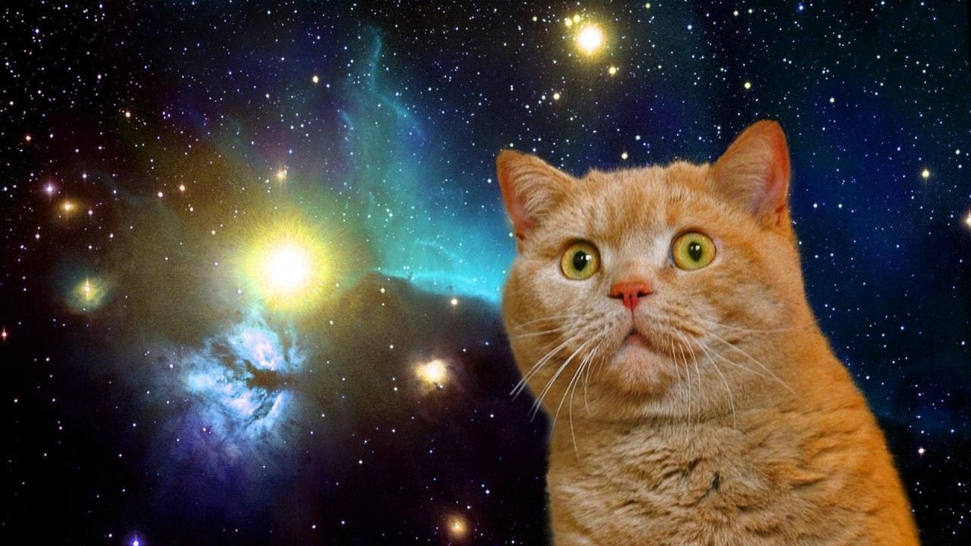 Space Cats HD Wallpaper