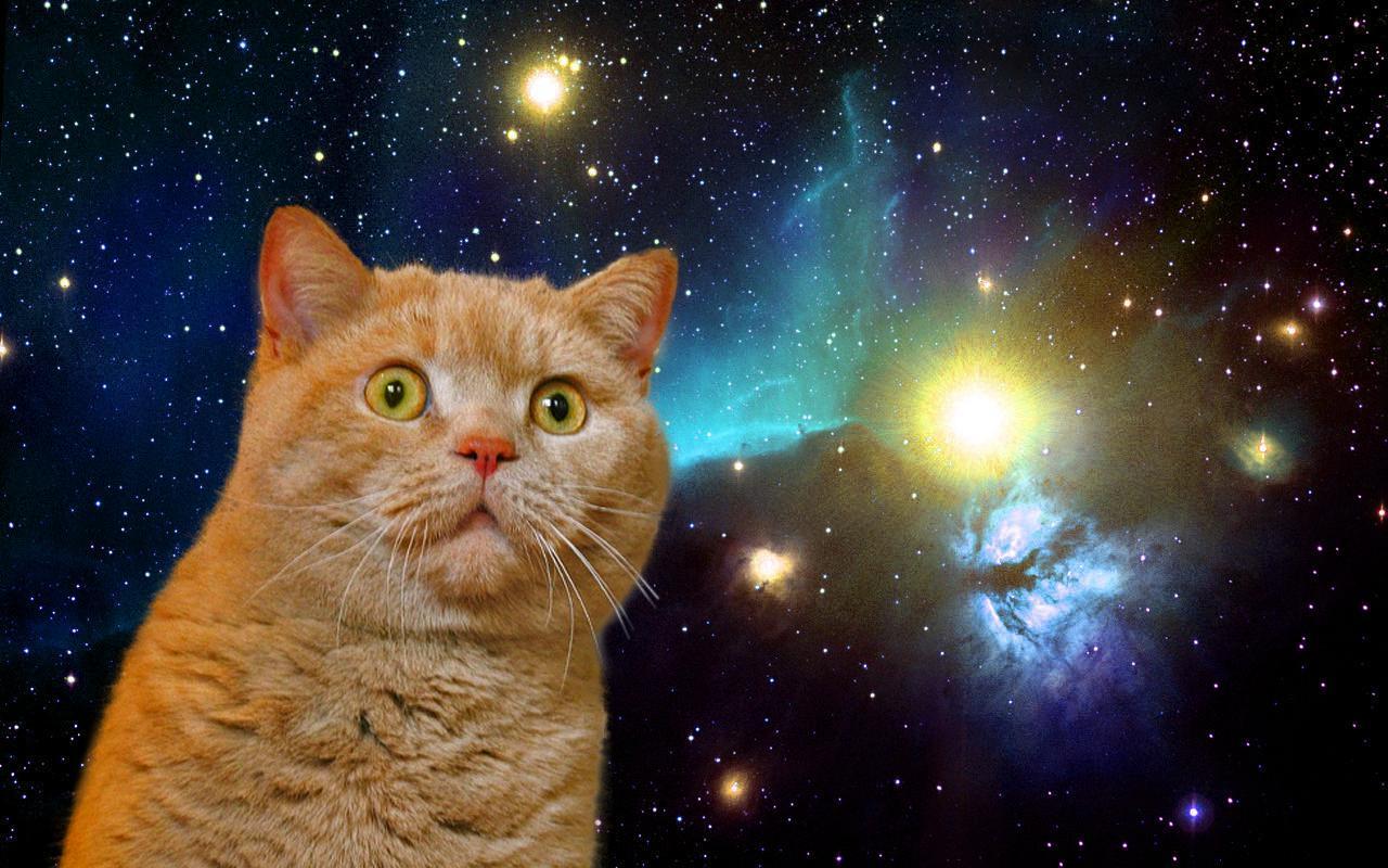 Cat Space Live Wallpaper for Android