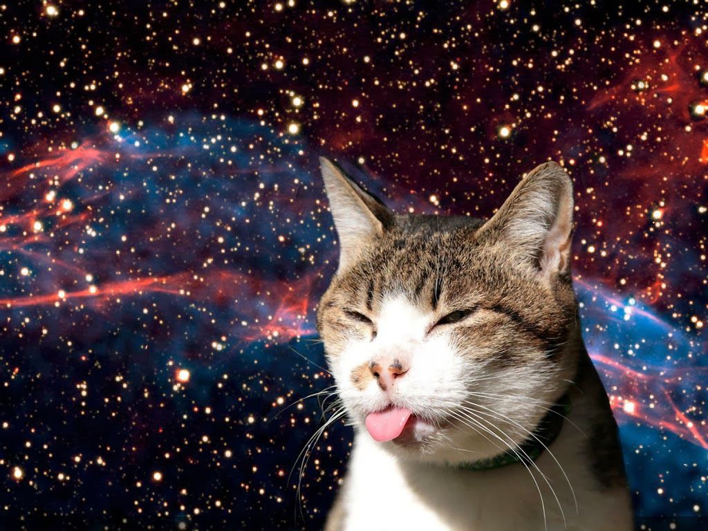 image of cats in space