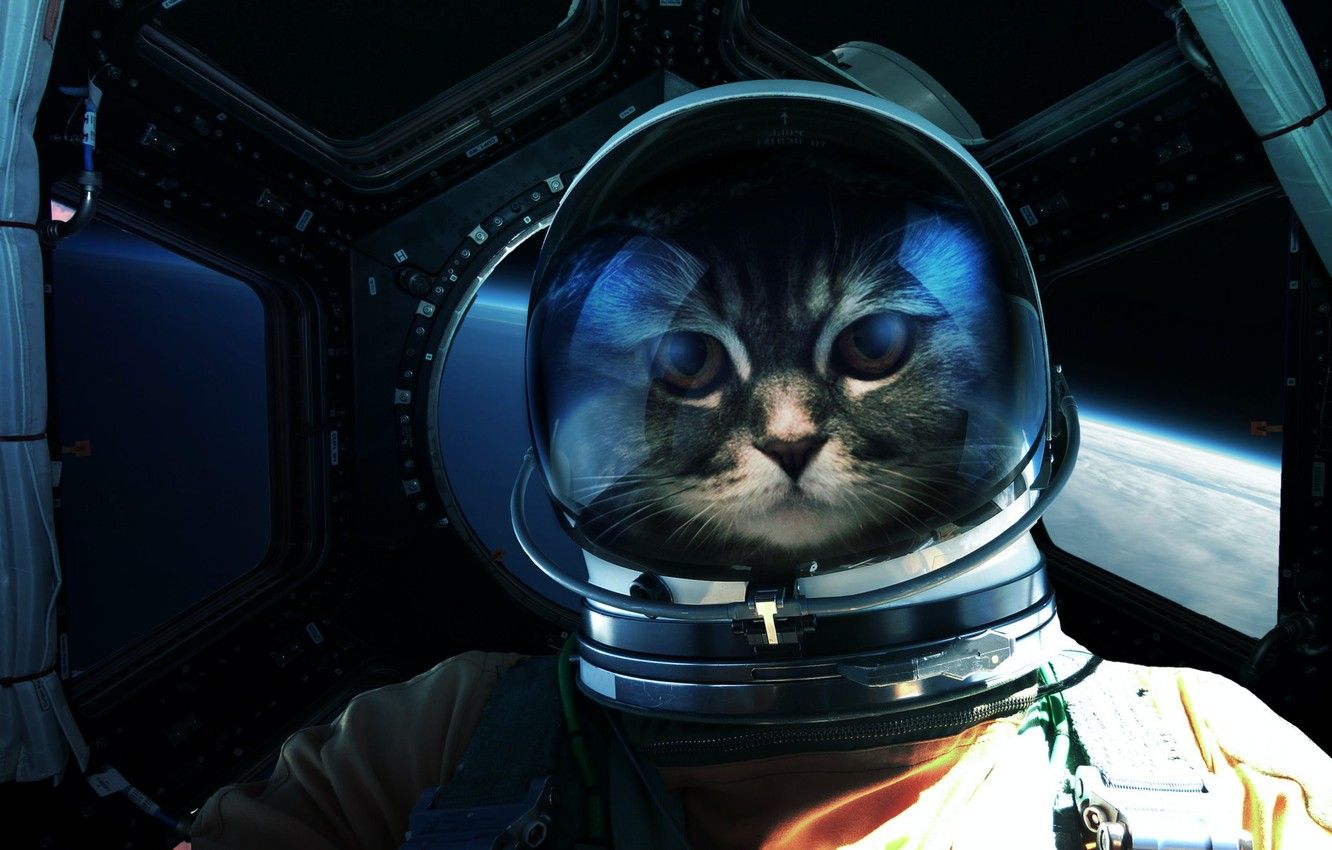 Wallpaper Look, Cat, Space, Cat, Astronaut, Eyes, Face, Astronaut