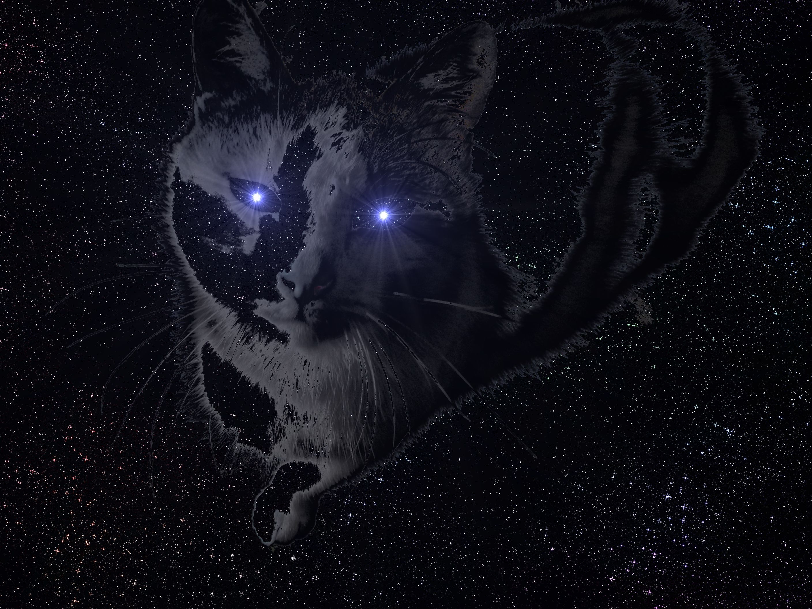 space cat HD Wallpaper