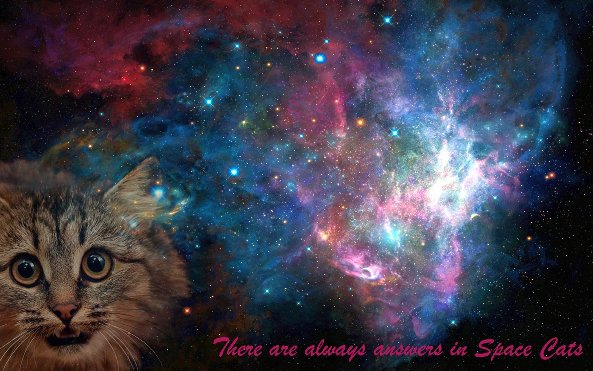 space, Cat, Space cat, Galaxy HD Wallpaper / Desktop and Mobile