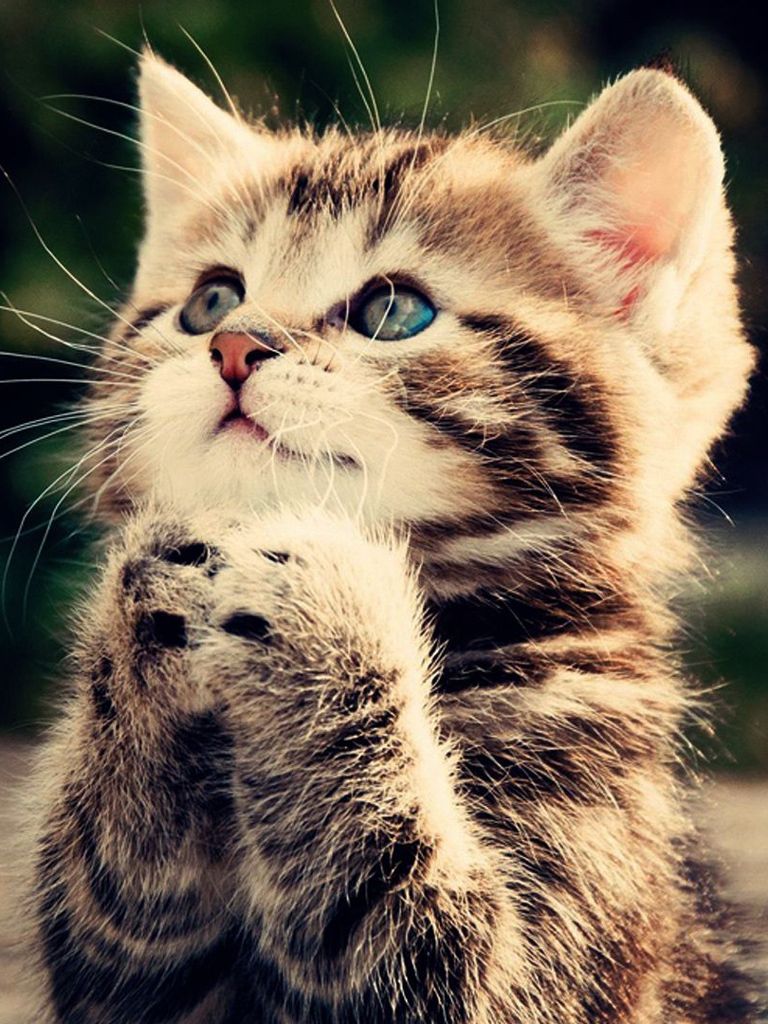 Cute Pussy Cat Praying