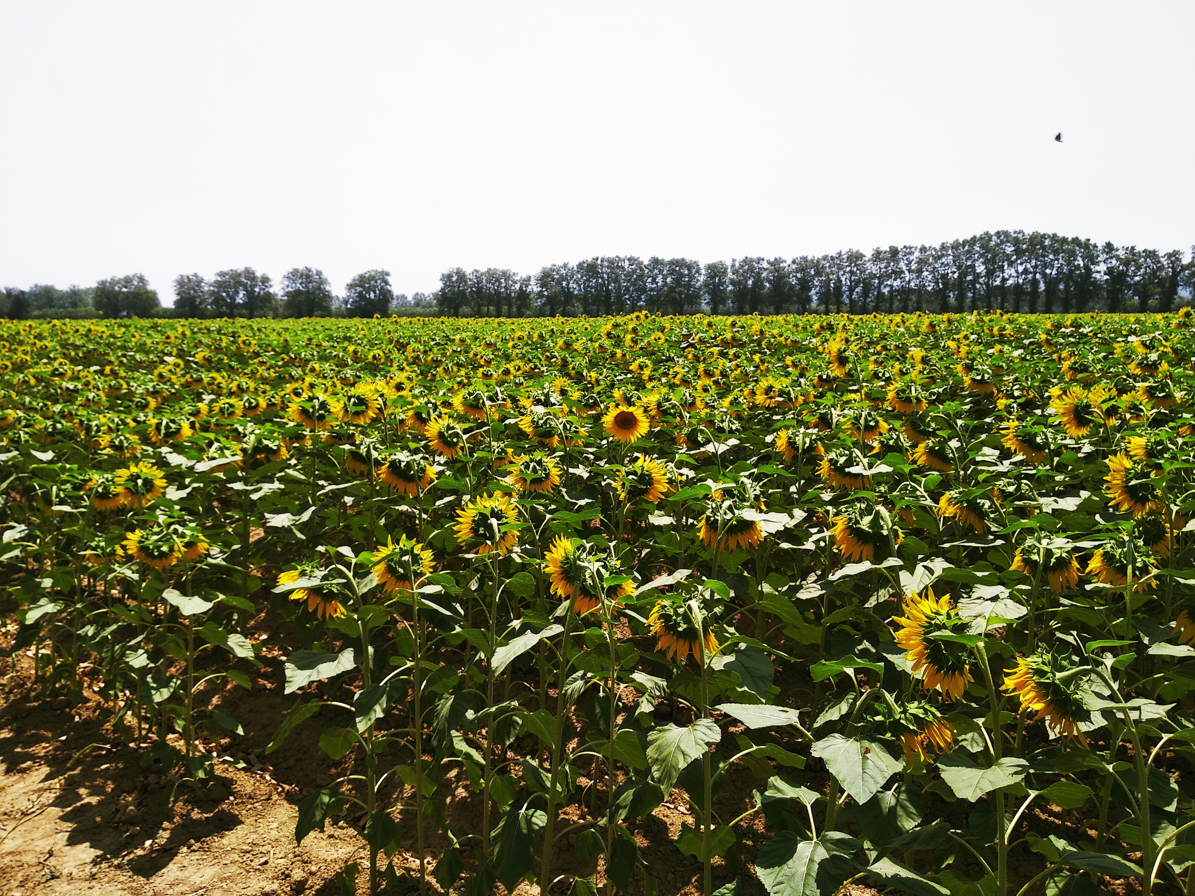 Sunflowers 4K wallpaper for your desktop or mobile screen free
