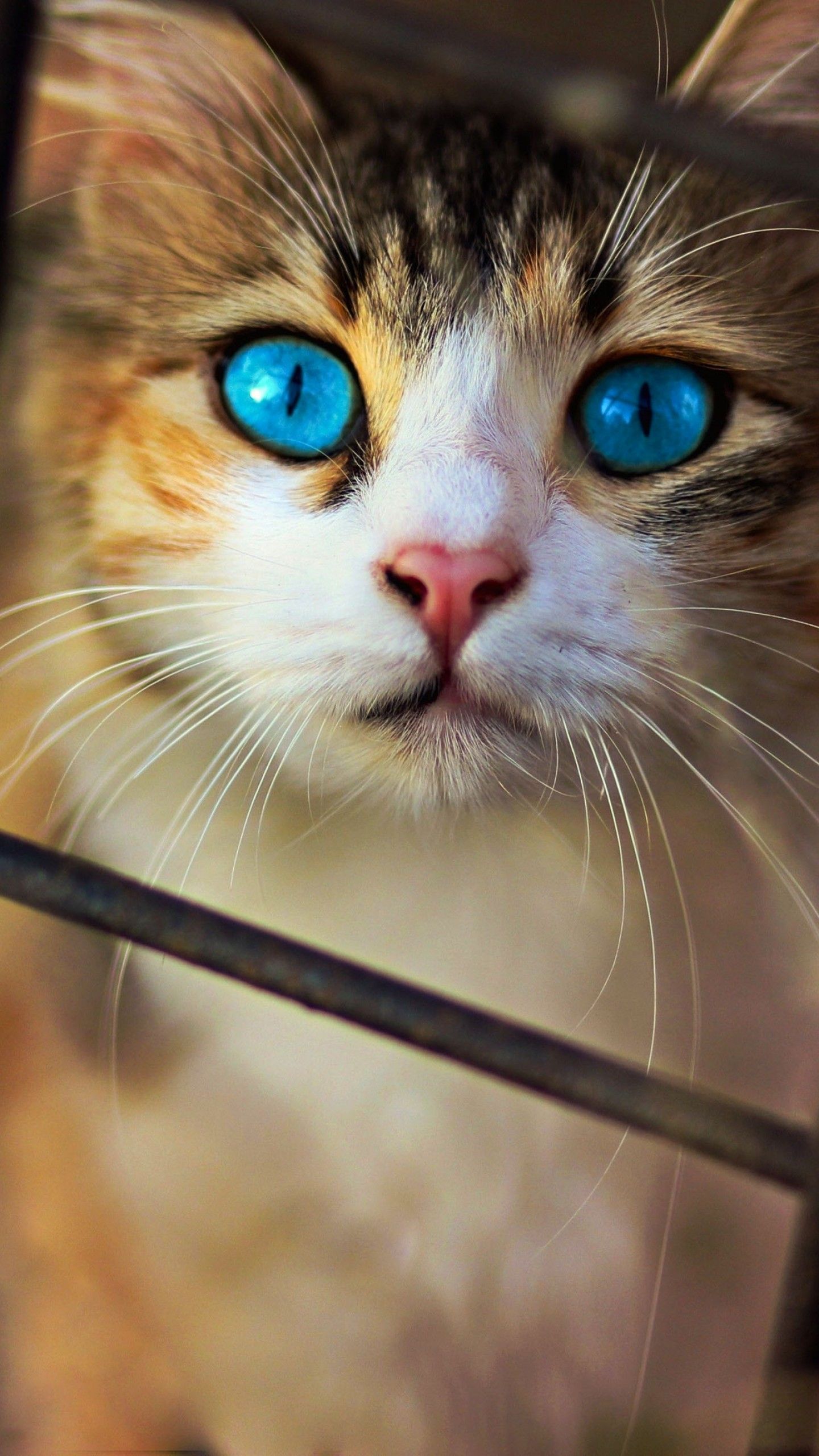 Wallpaper Cat, Cute, Blue eyes, HD, Animals,. Wallpaper