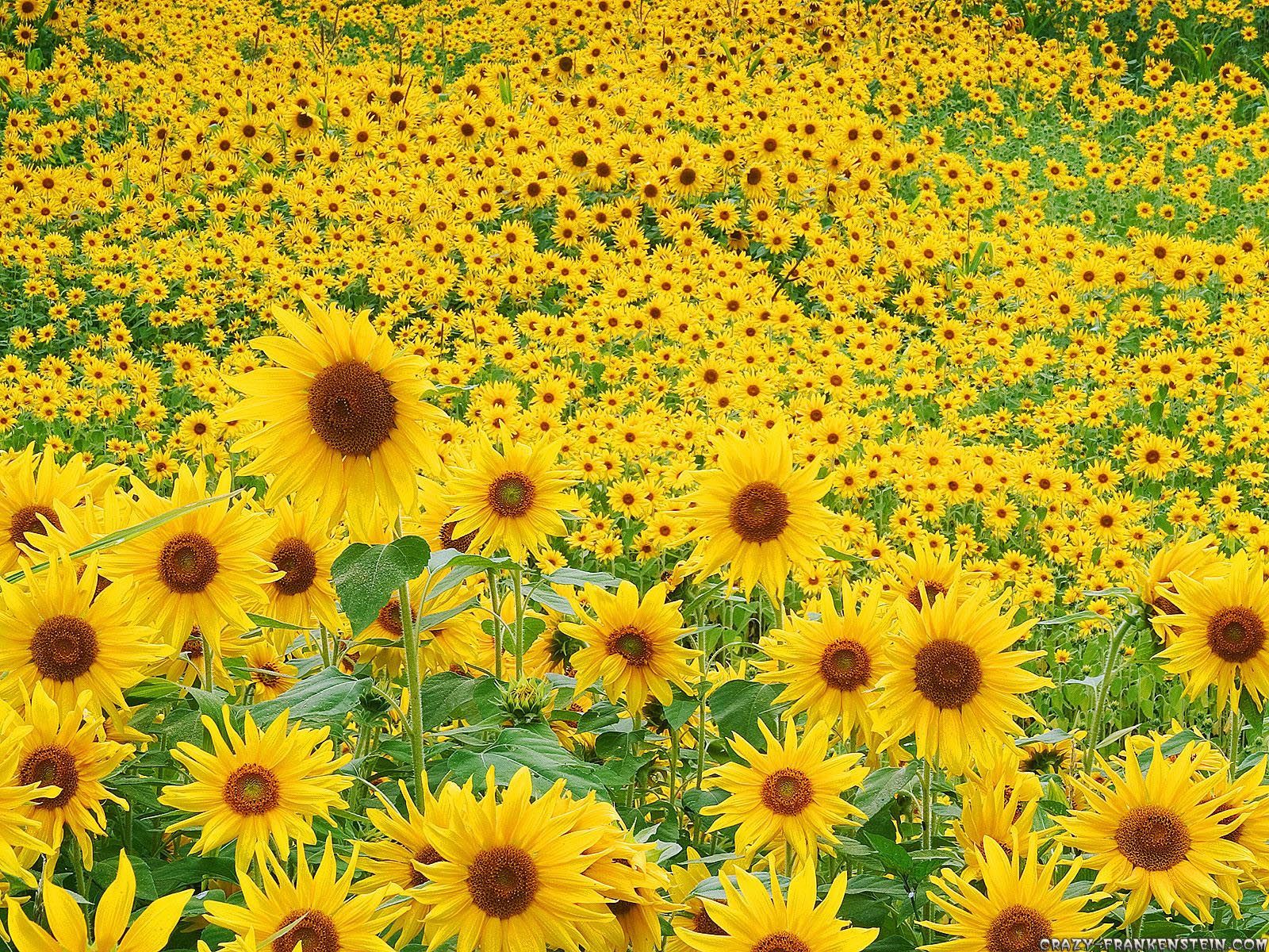Sunflower Wallpaper