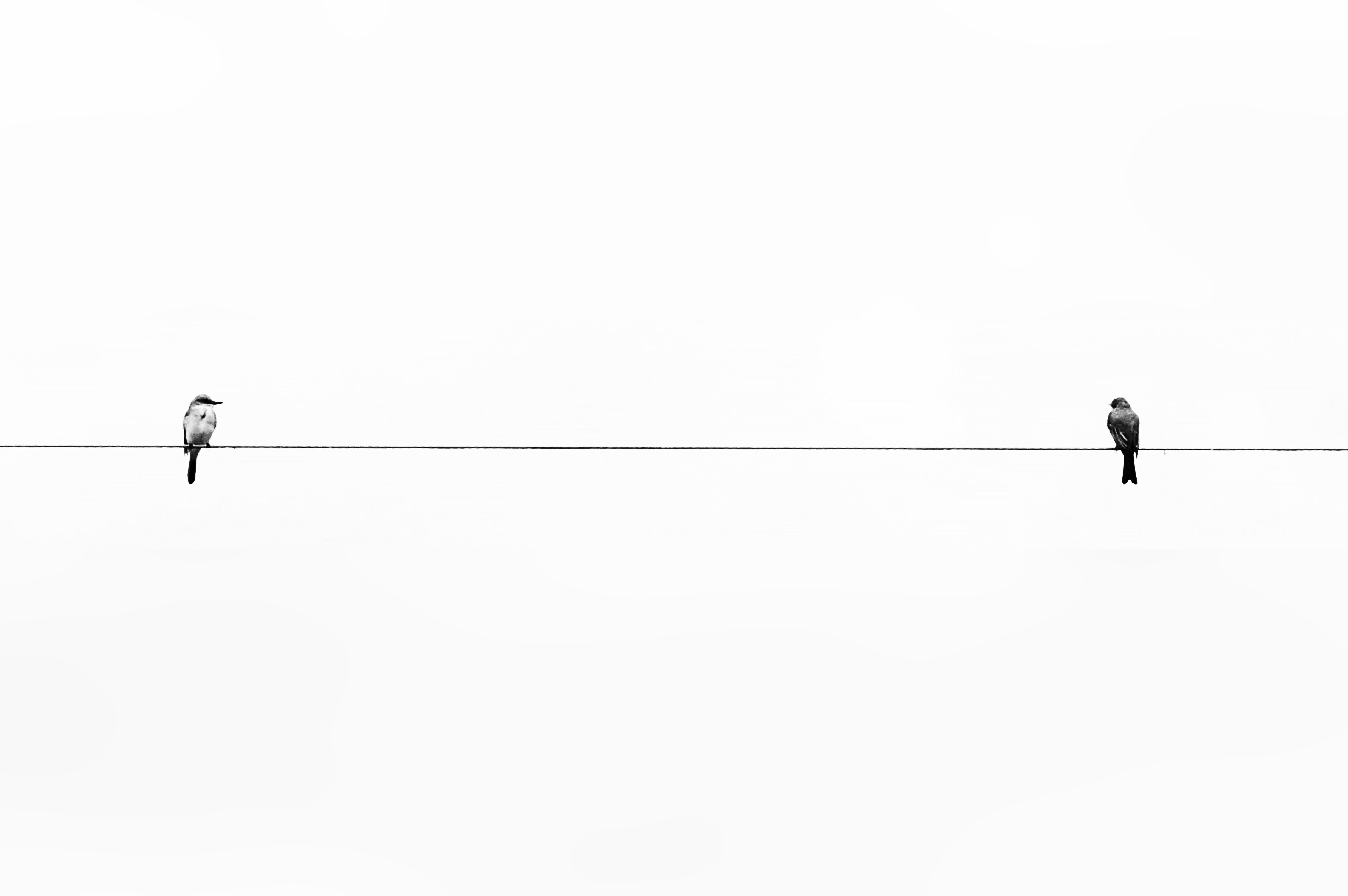 Minimalism Birds on a Wire 4K wallpaper