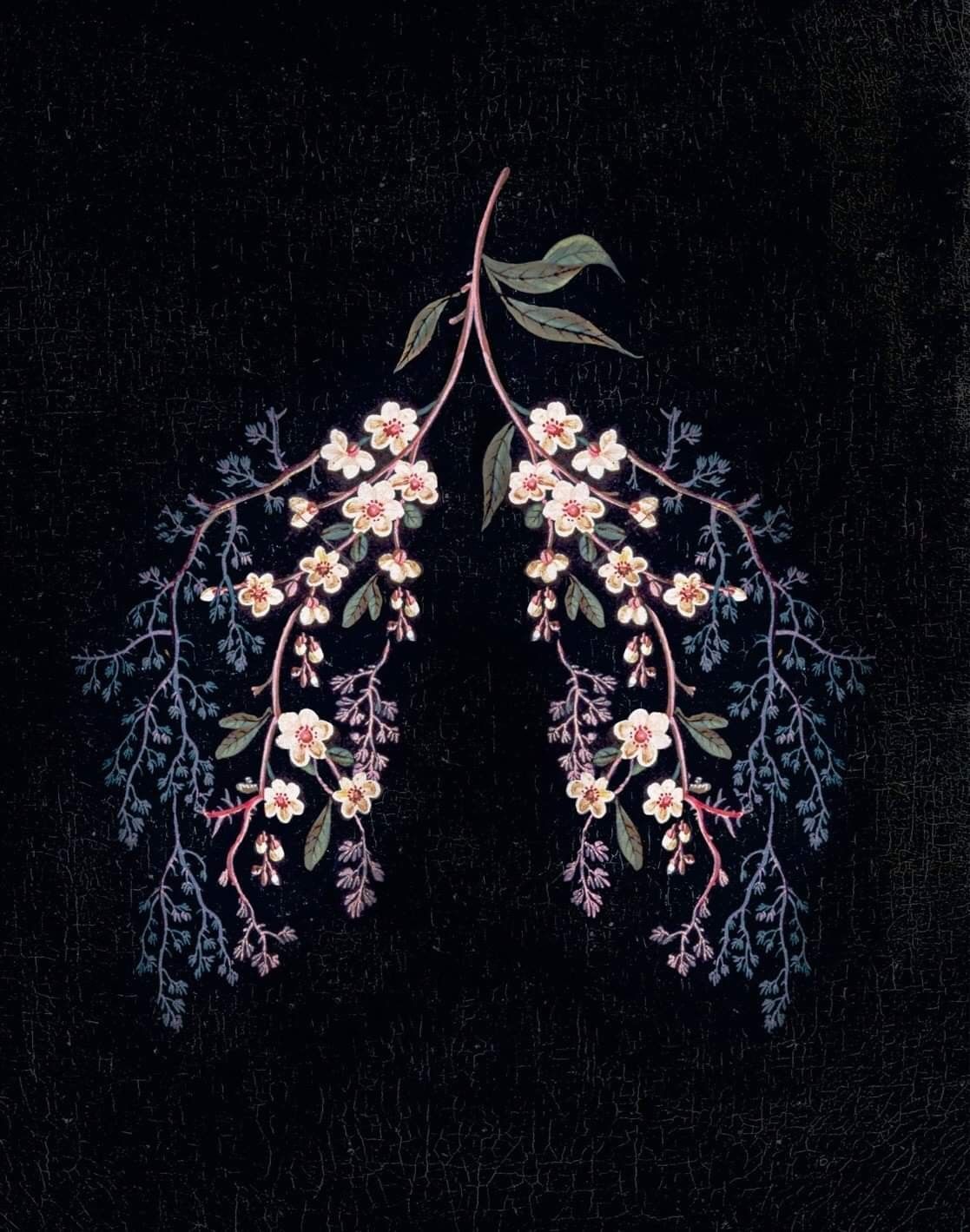 Lungs. Art wallpaper, Anatomy art, Lungs art
