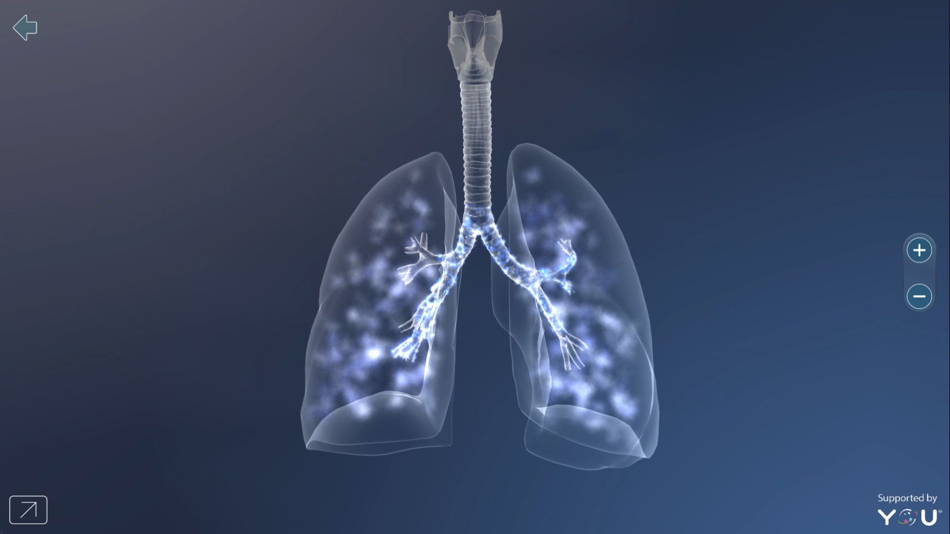 Lungs Wallpaper Free Lungs Background