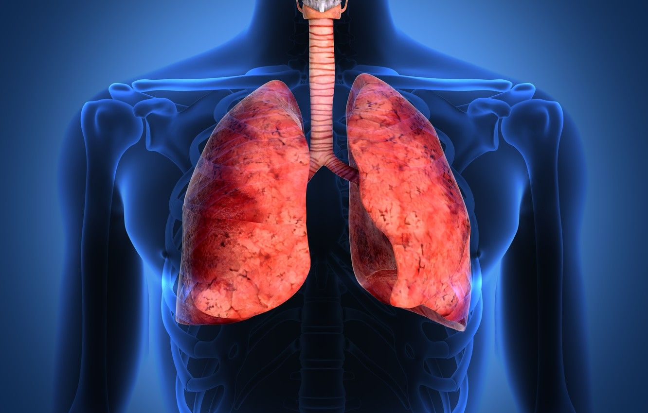 Wallpaper lungs, respiratory tract, human body image for desktop