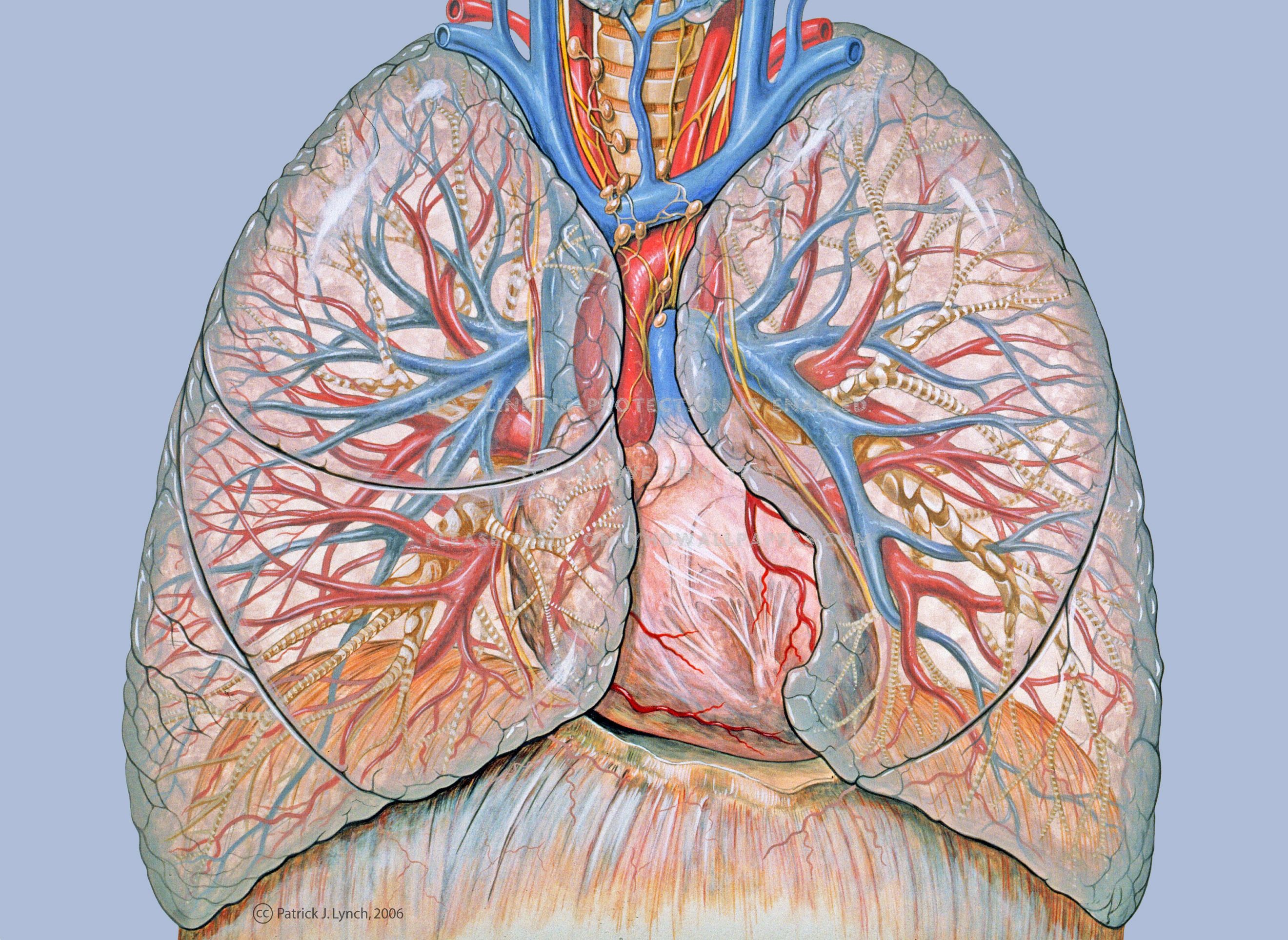 anatomy lungs Lung