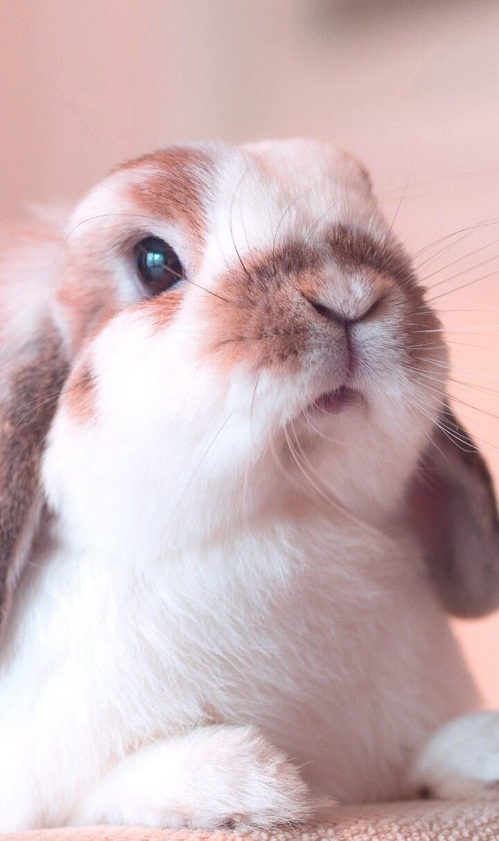 Rabbit pet fluffy cute HD phone wallpaper  Peakpx