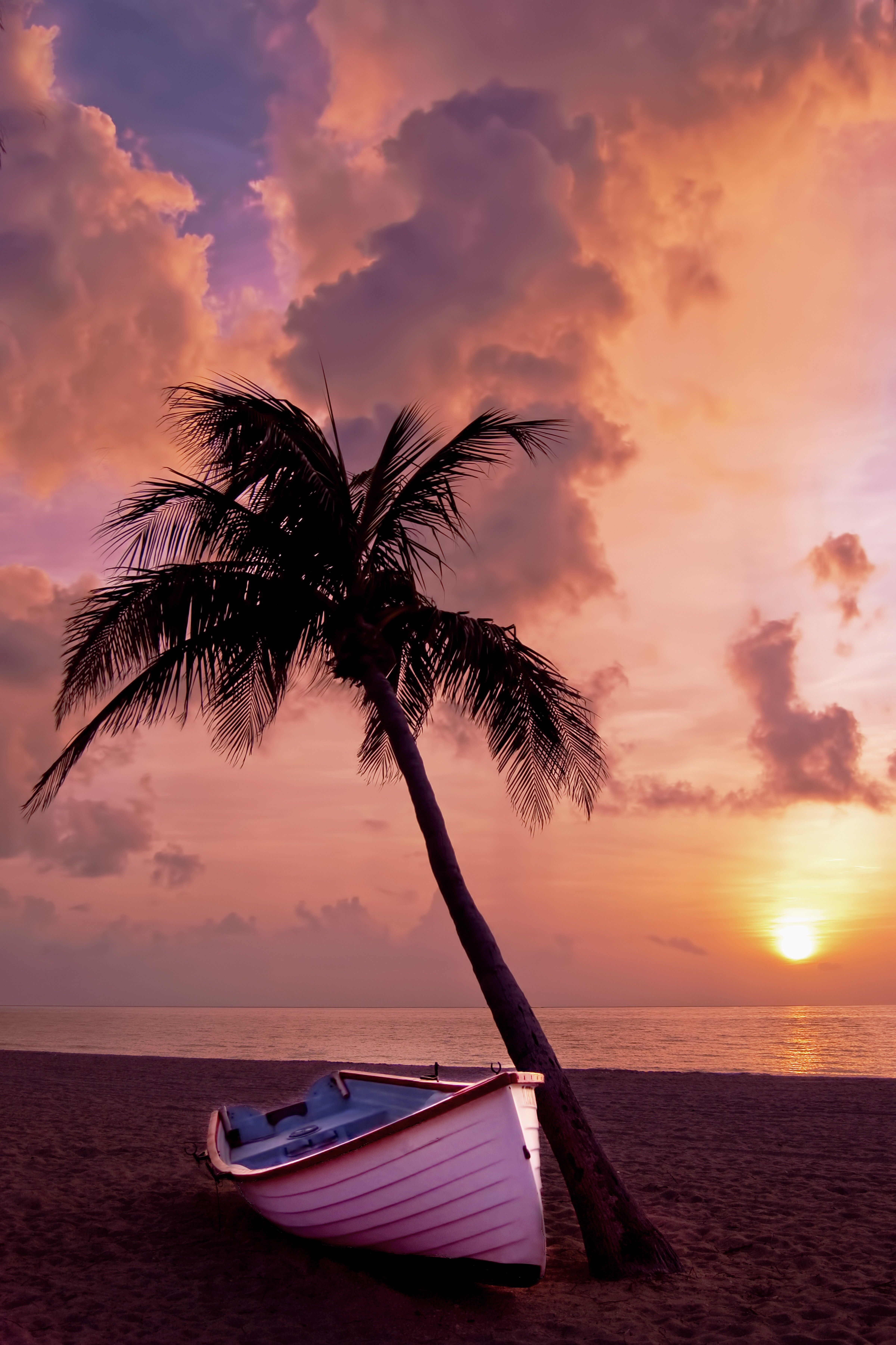 Palm tree ocean beach sand water waves sunset HD 4K iPhone