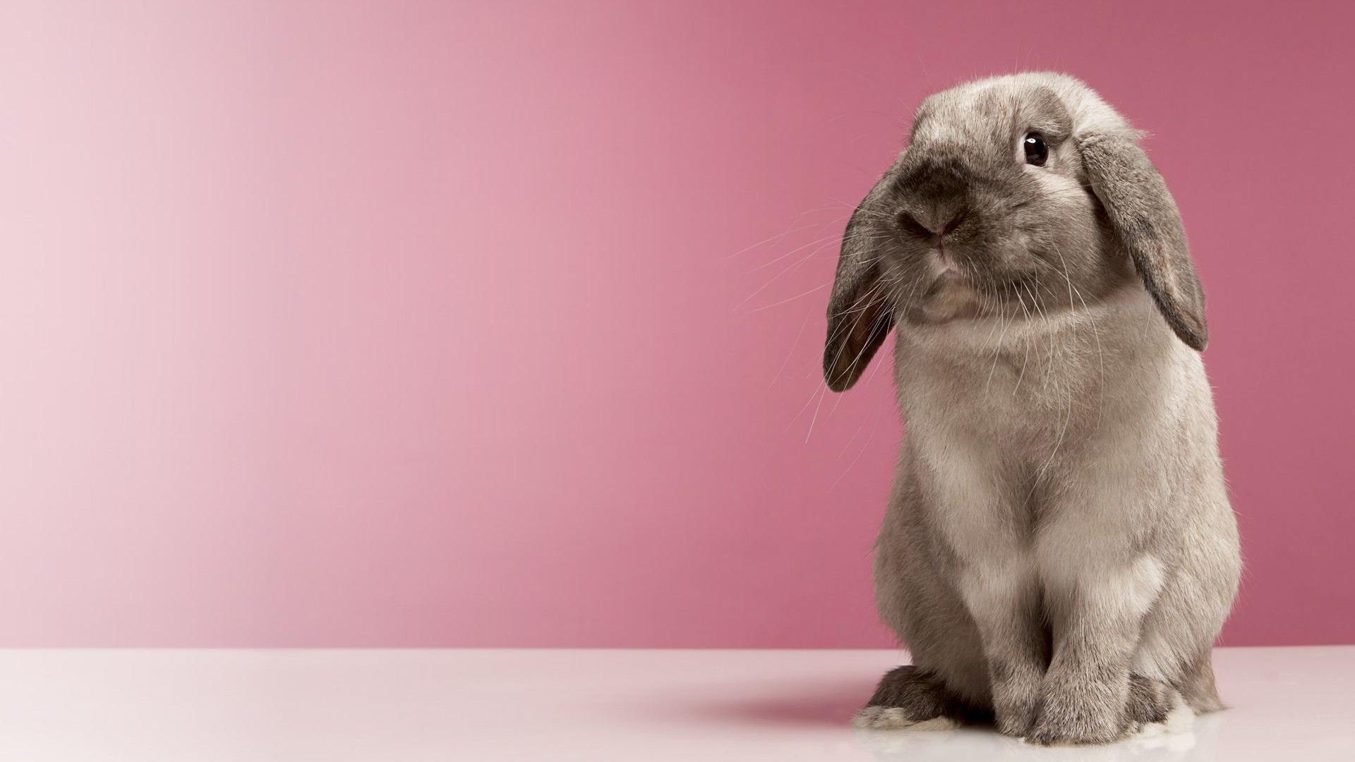 Very Cute Rabbit HD desktop wallpaper, Widescreen, High