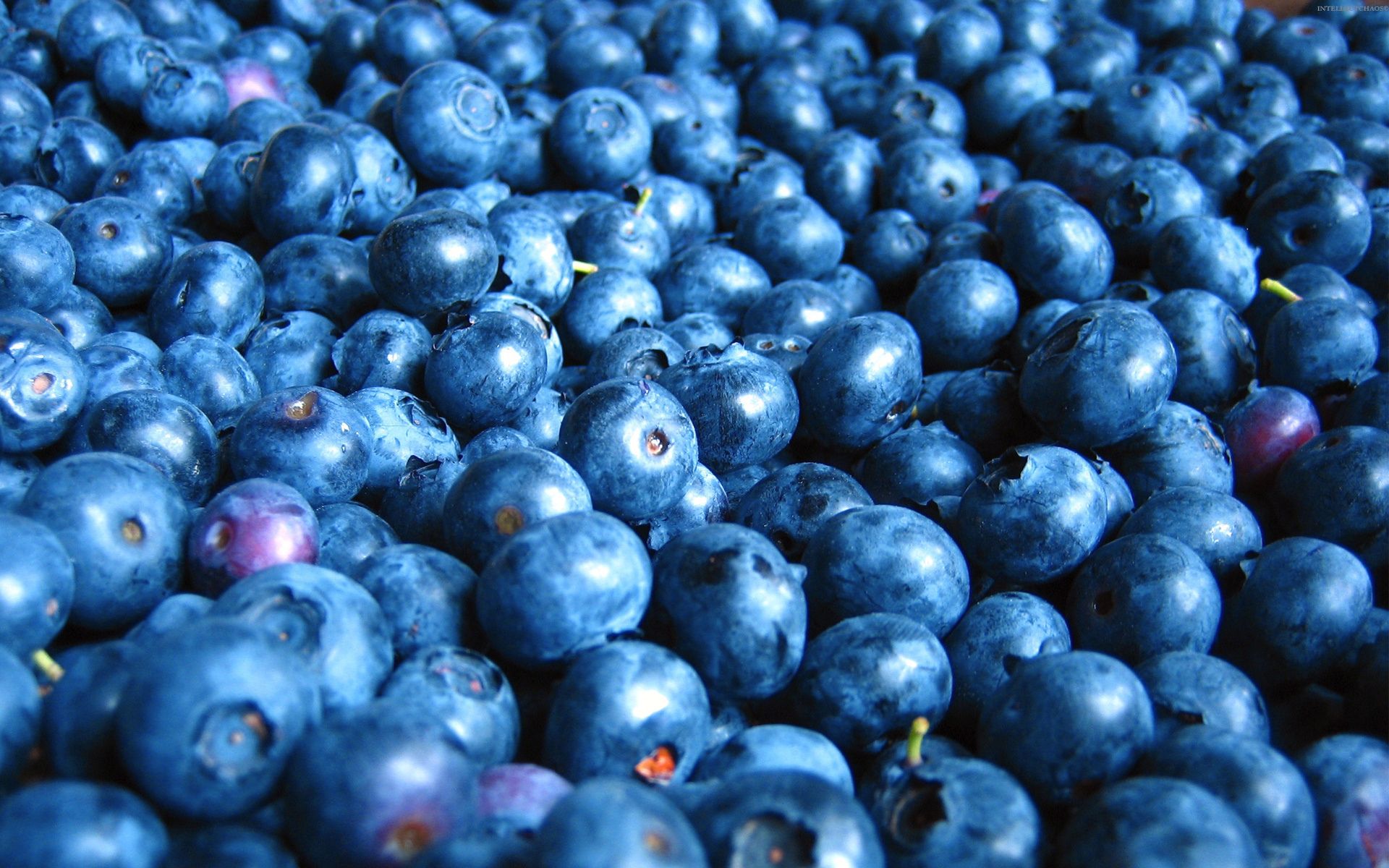 Blueberries Wallpaper. Maine Blueberries