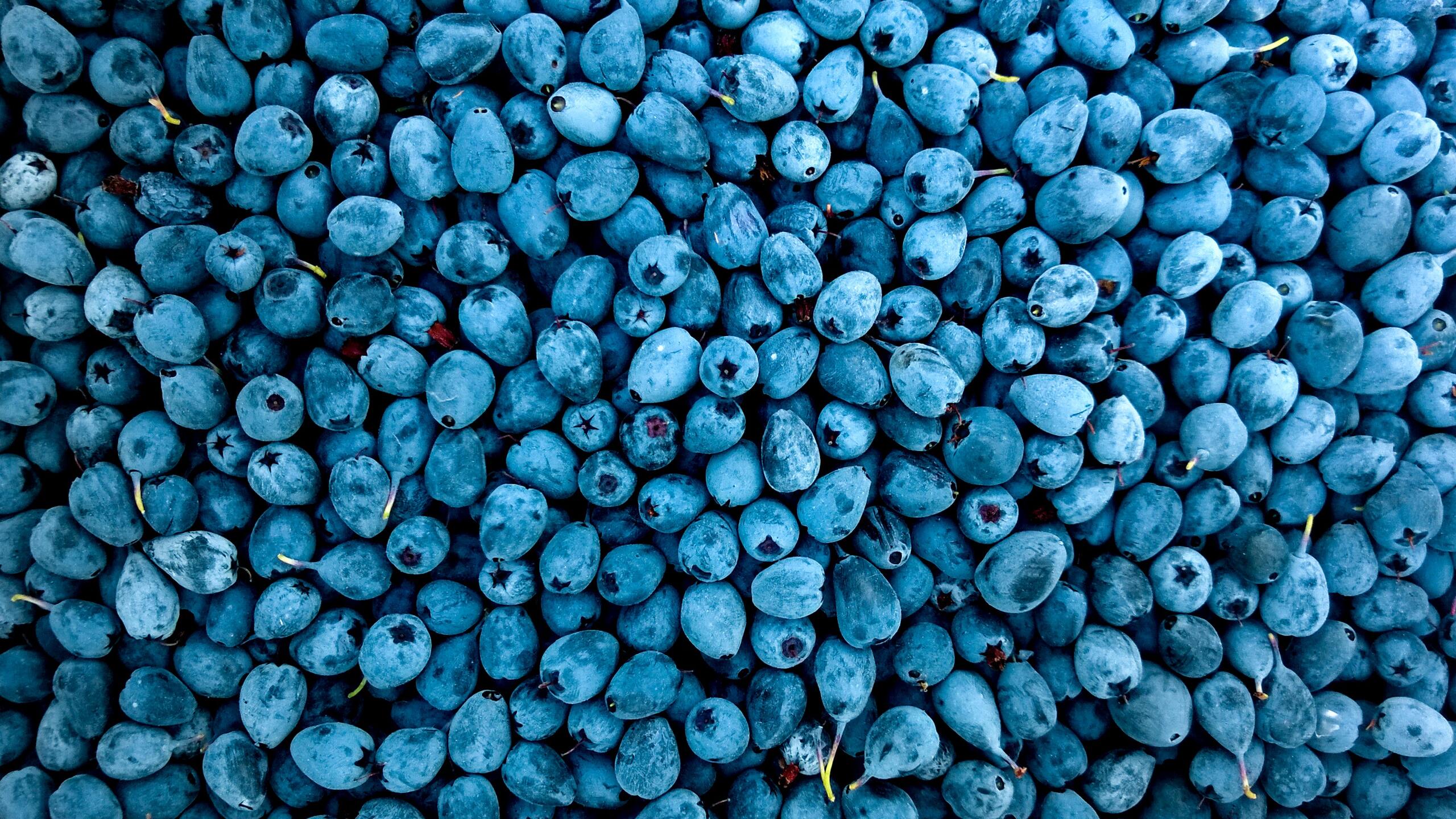 Blueberries 1440P Resolution HD 4k Wallpaper, Image