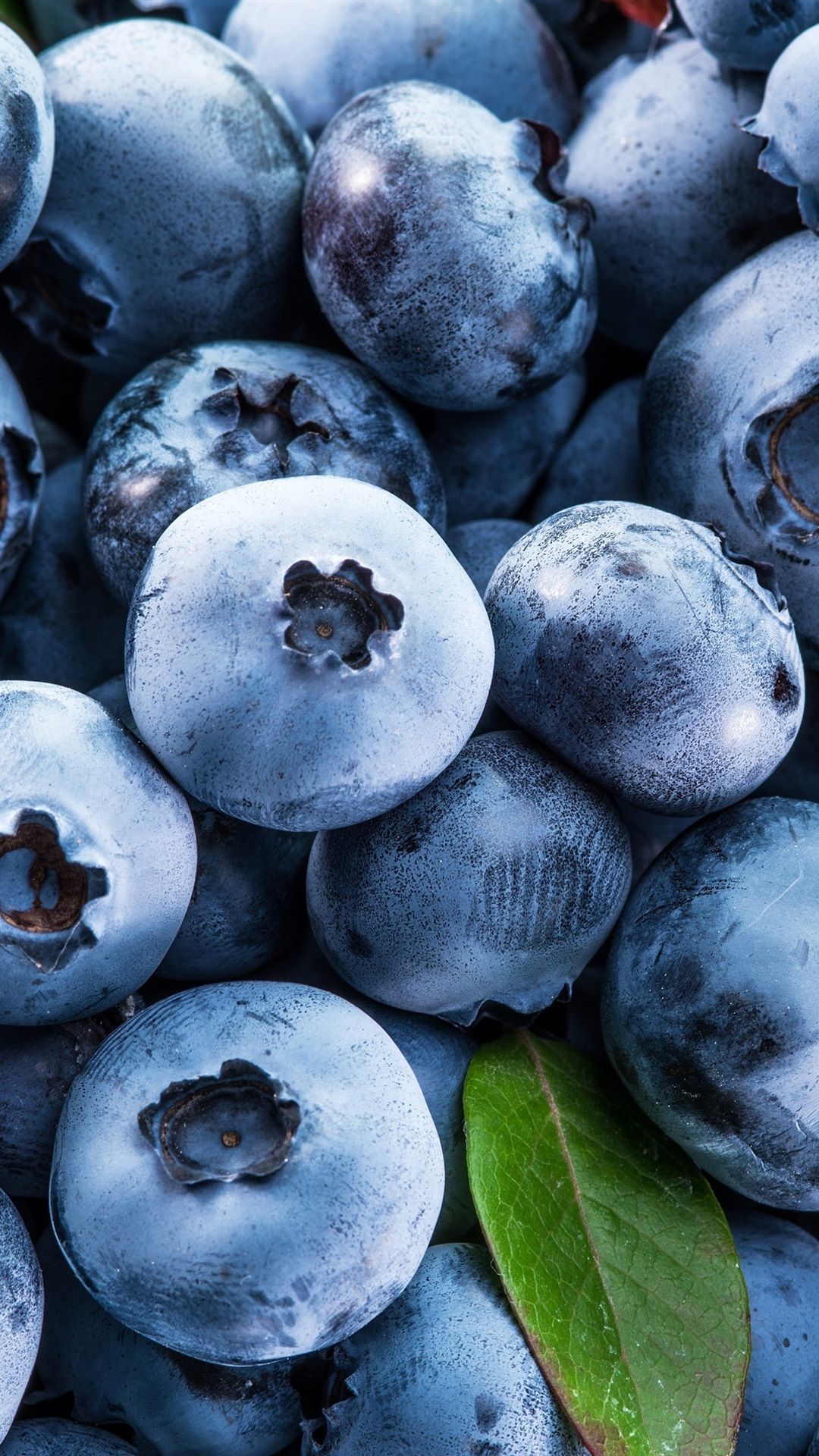 Fresh Blueberries, Fruit, Leaves 1080x1920 IPhone 8 7 6 6S Plus
