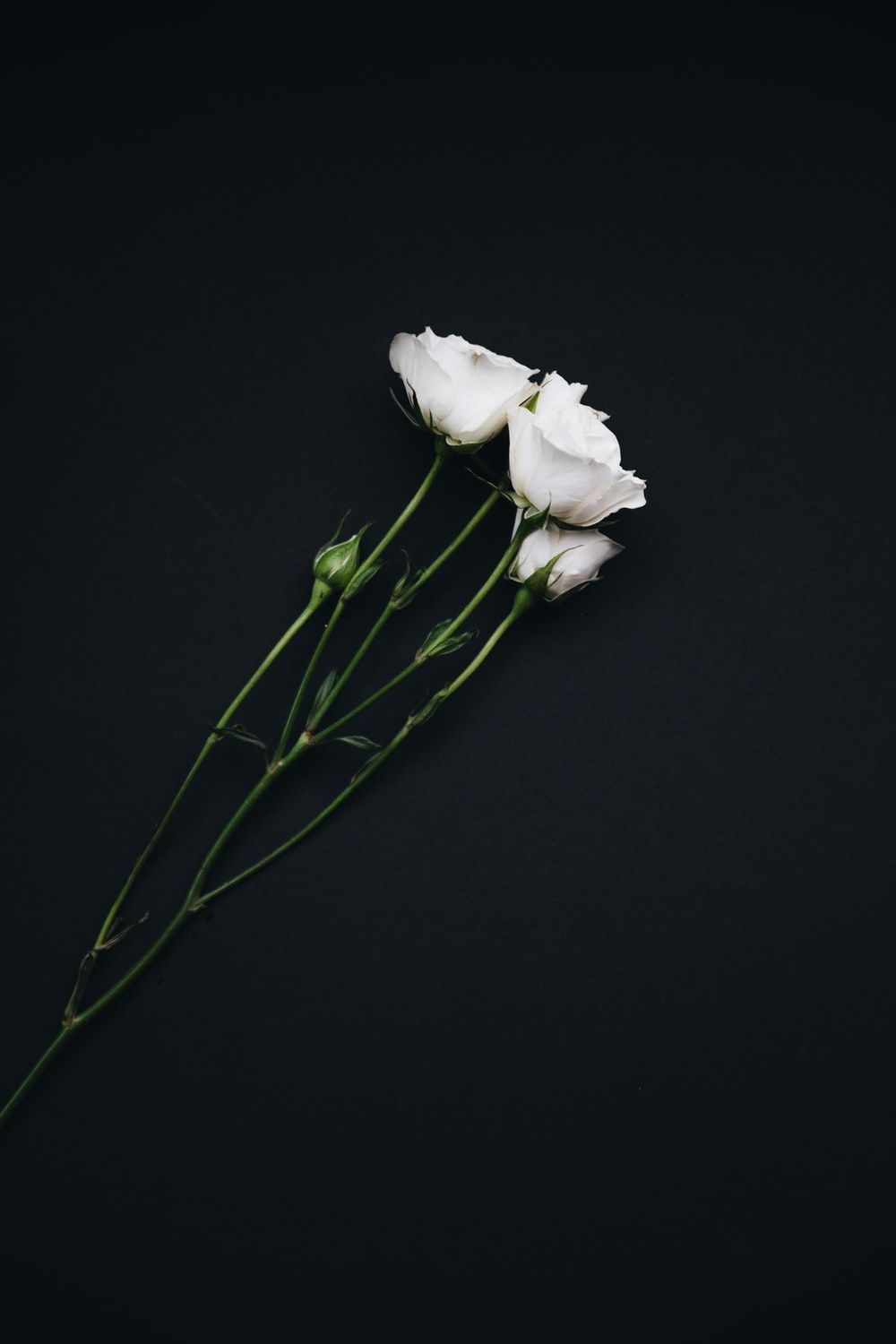 White Flower Picture. Download Free Image