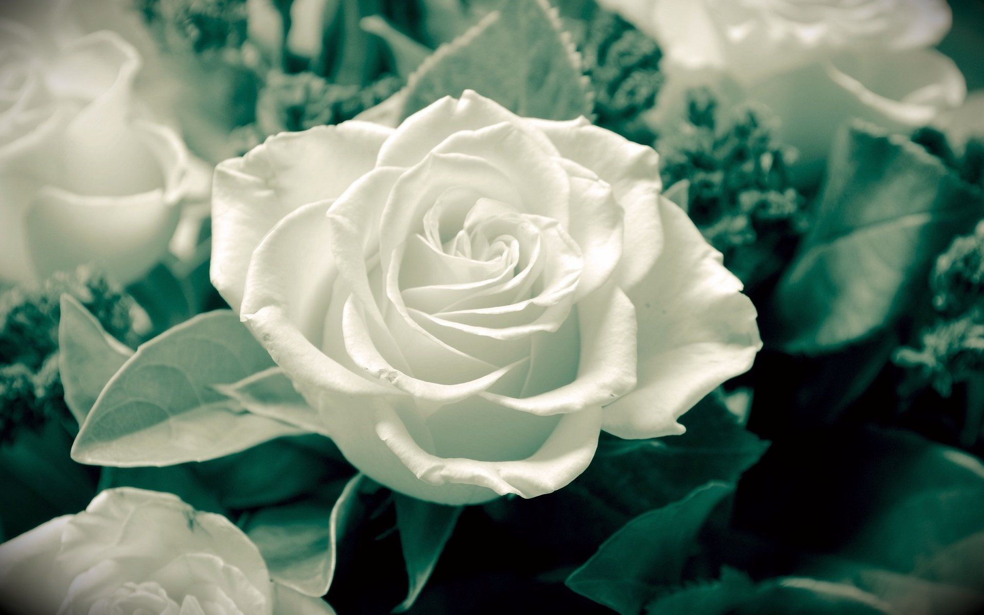 White Flower HD Wallpapers Wallpaper Cave