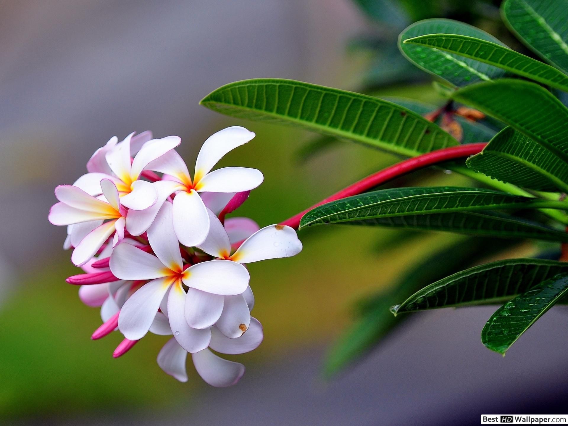 Beautiful white flowers HD wallpaper download