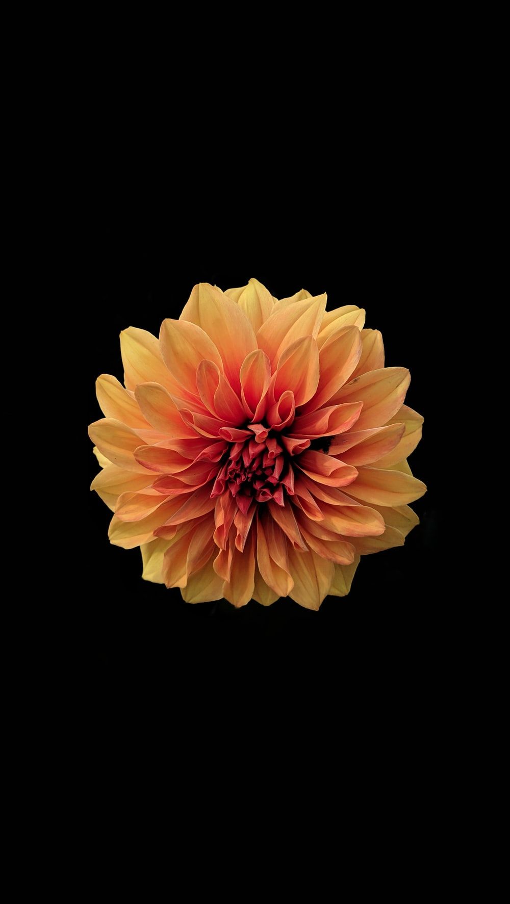 Flower Wallpaper: Free HD Download [HQ]