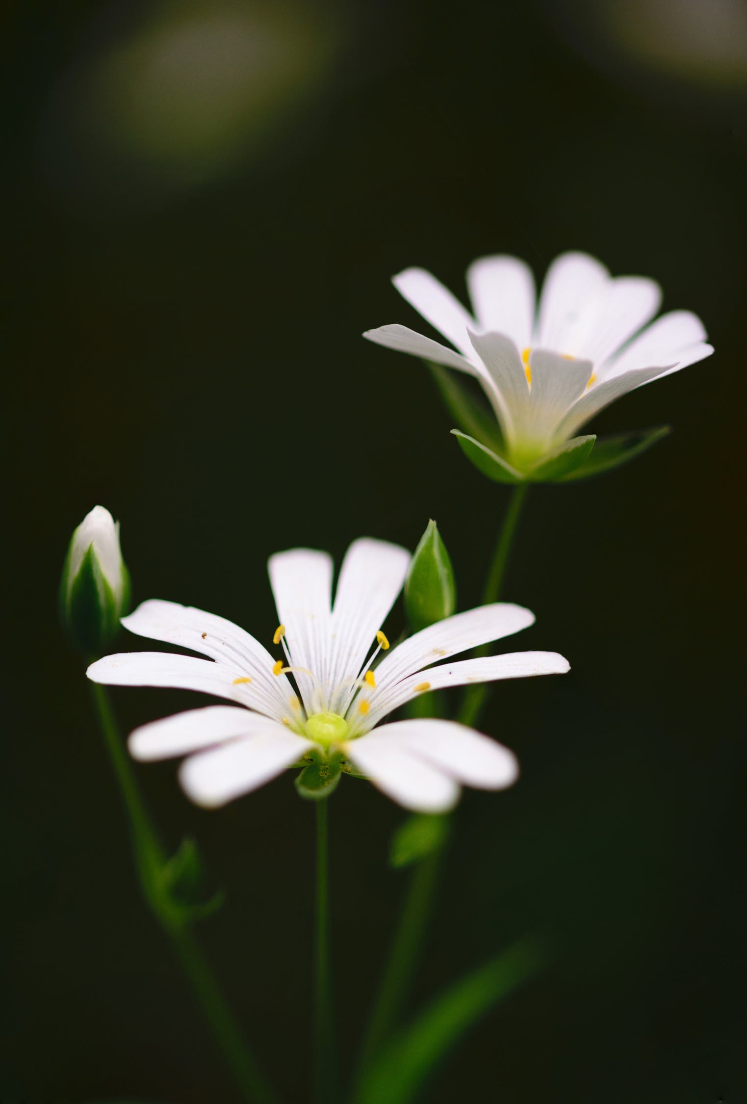 White Flower HD Wallpapers - Wallpaper Cave