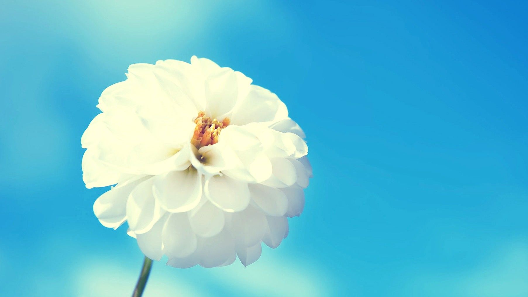 Beautiful, White, Flower, Flower Wallpaper, Nature Image, Plants