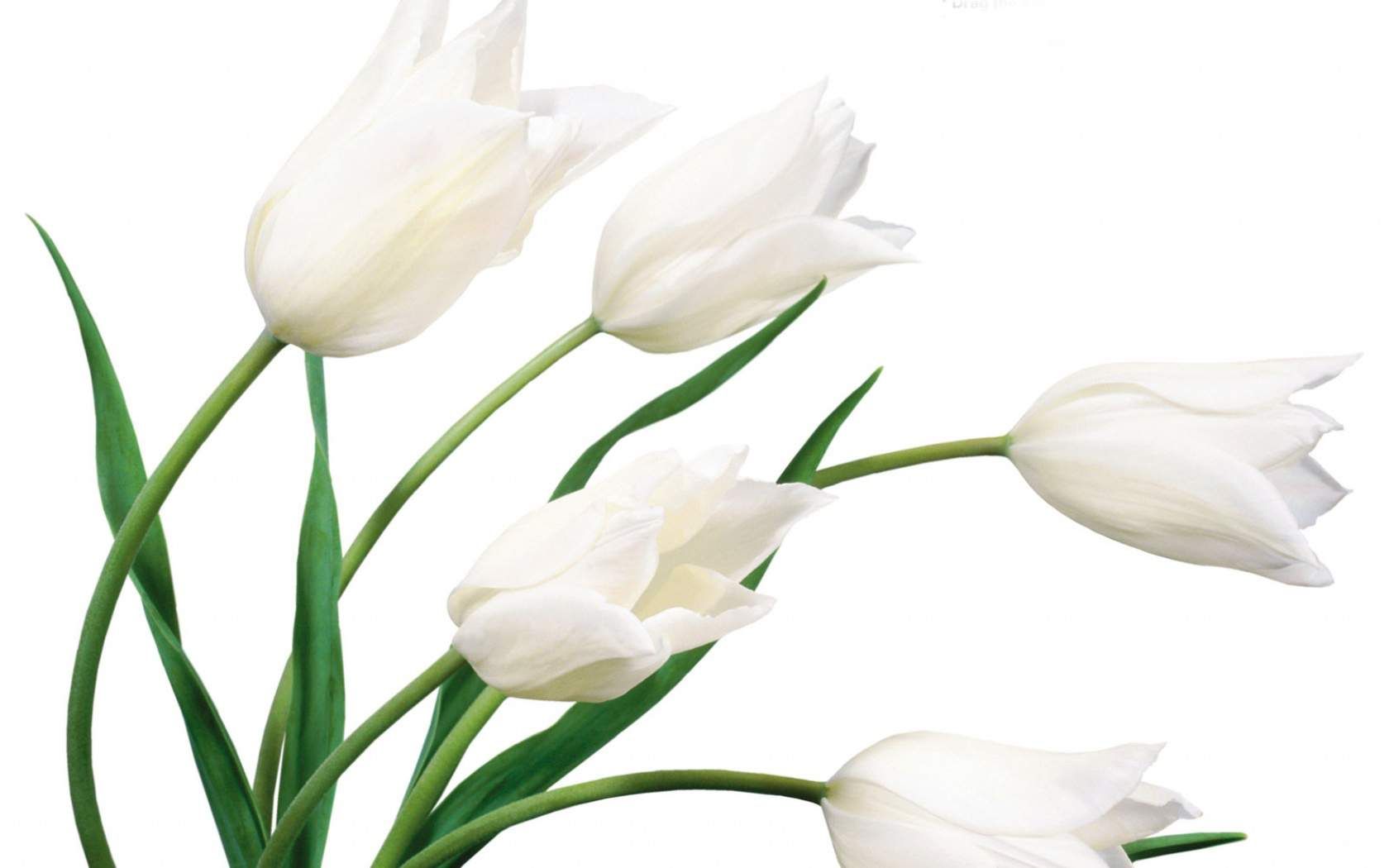 White Flower HD Wallpaper