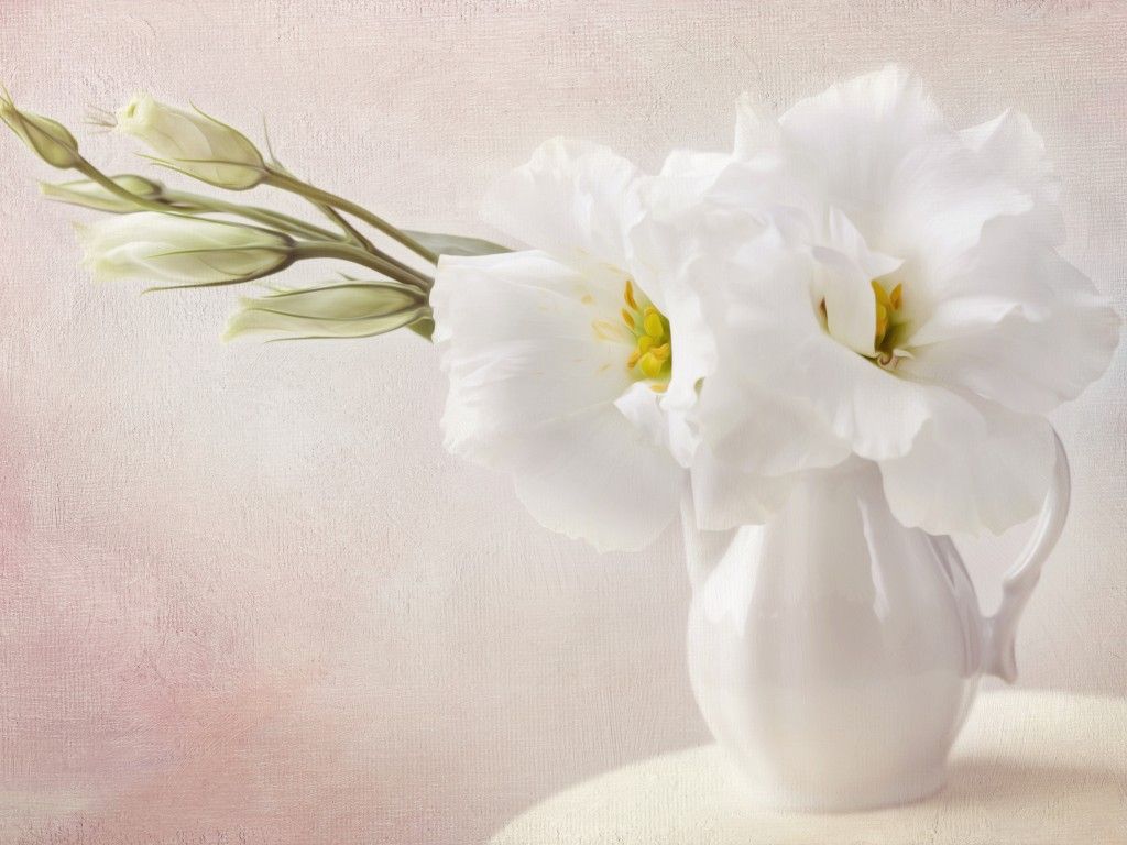 Free download White Flowers Flowers Wallpaper 33698248 1024x768