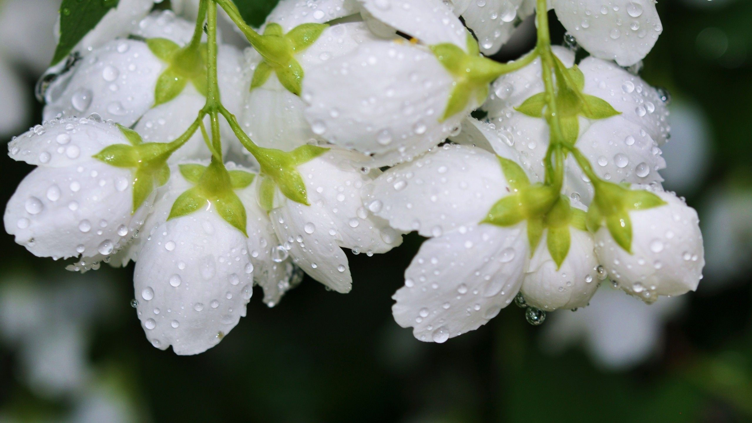 White Flower HD Wallpapers - Wallpaper Cave