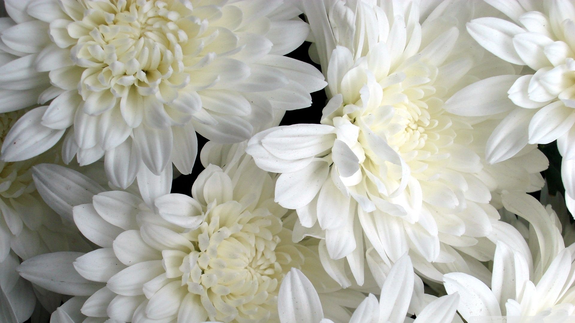 White Flowers wallpaperx1080
