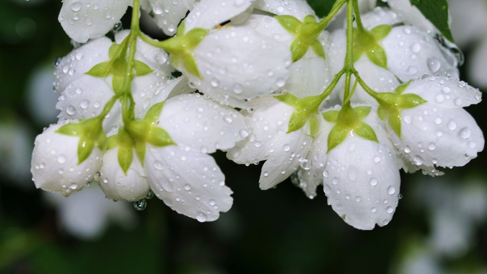 macro, Flowers, Water Drops, White Flowers Wallpaper HD / Desktop
