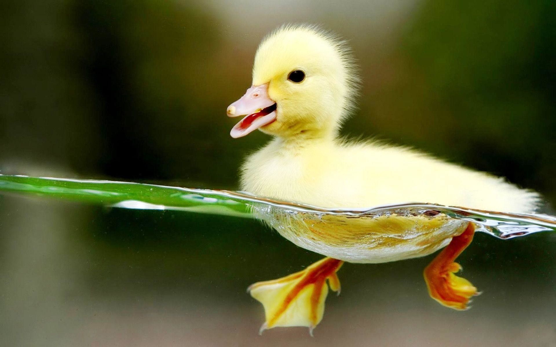 Baby Ducks Wallpaper