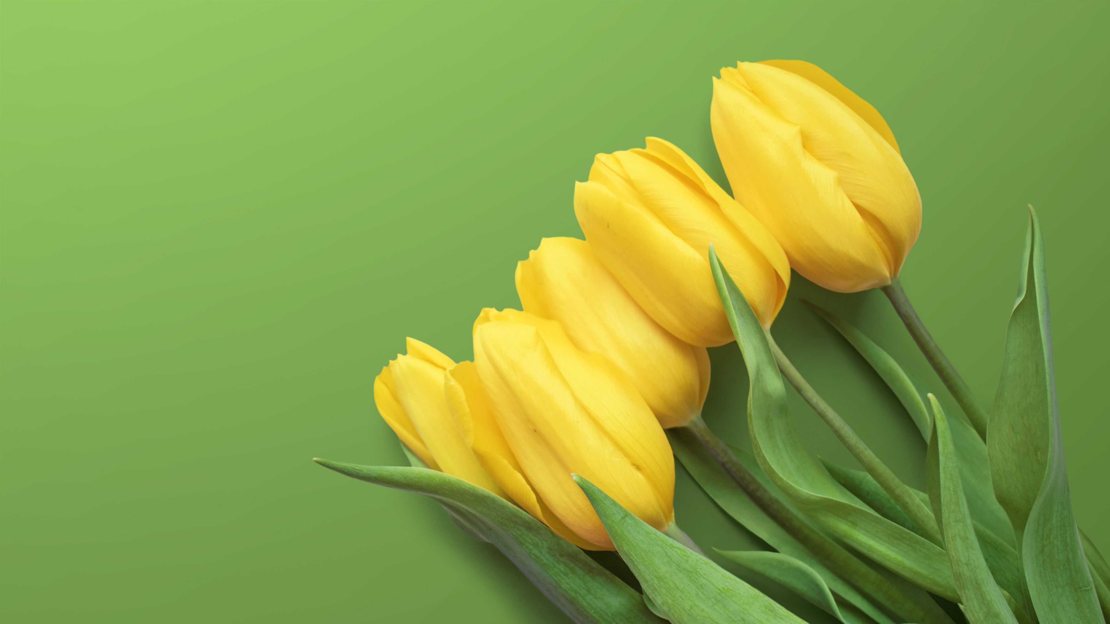 Yellow Tulips 4K. Yellow tulips, Green background, Yellow wallpaper