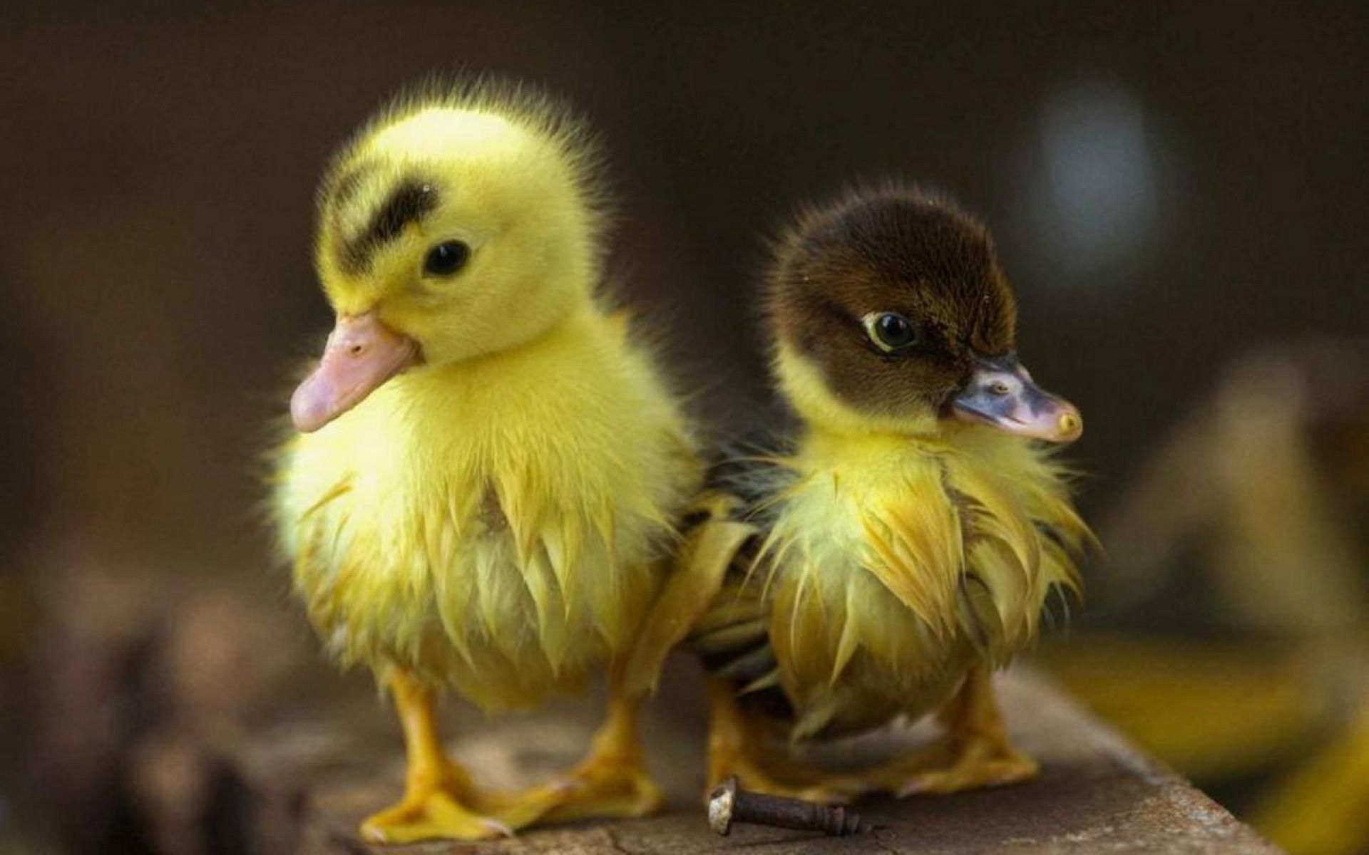 Baby Duck Wallpaper