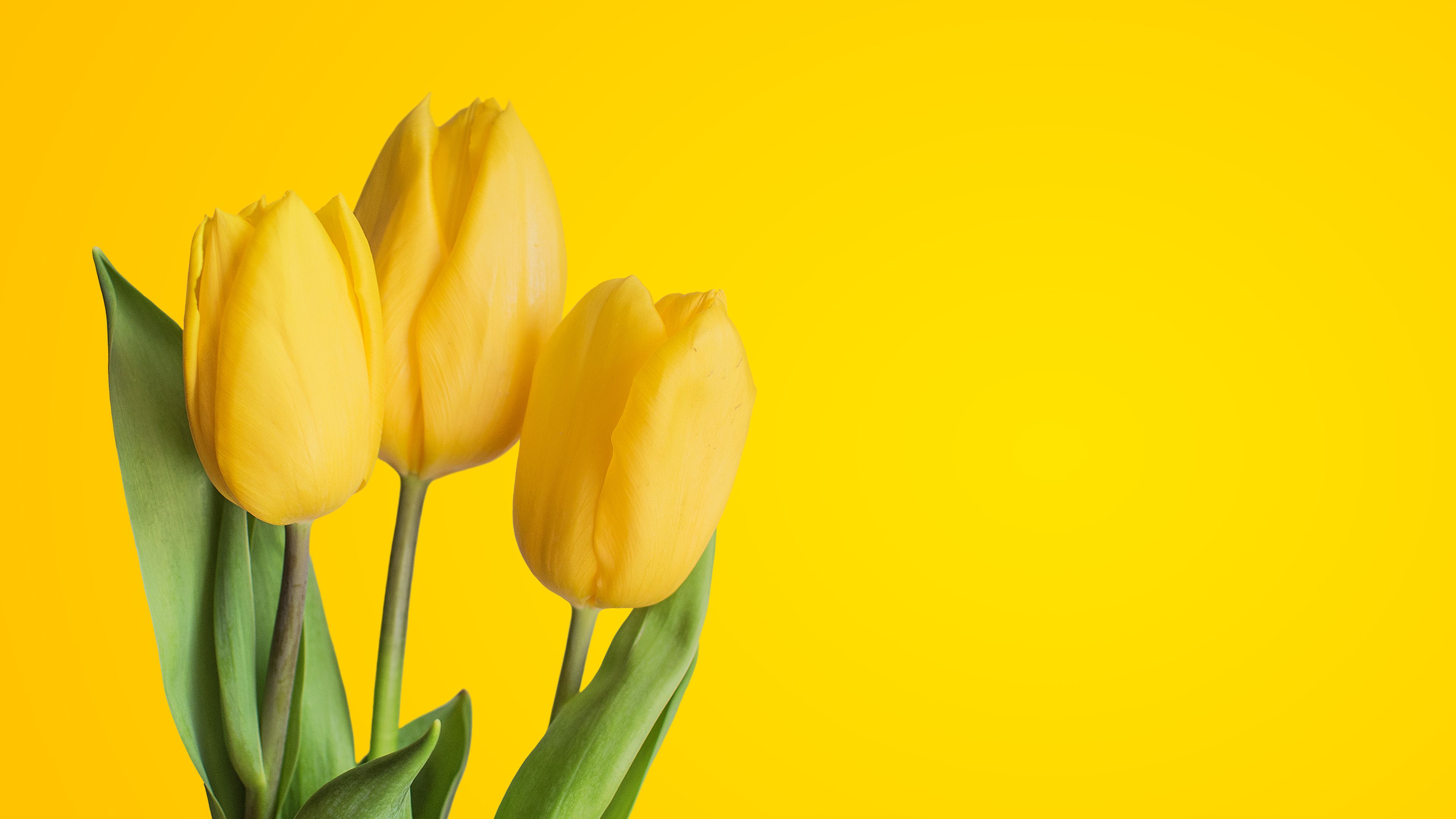 Wallpaper Yellow tulips, Yellow background, 4K, Flowers