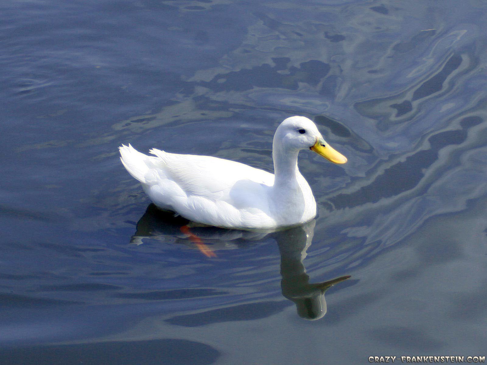 Duck wallpaperx1200