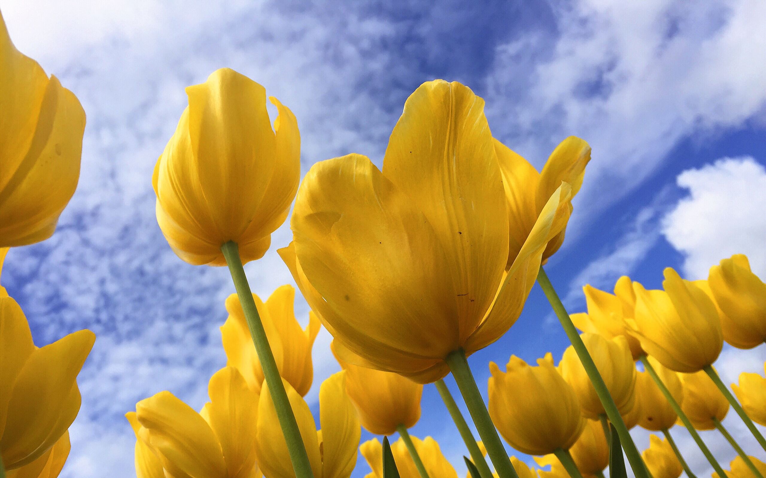 Yellow Tulips HD wallpaper