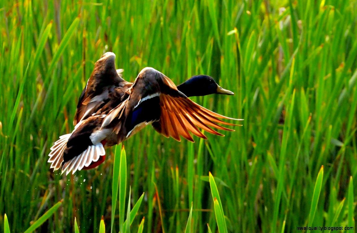 Duck Animal Wallpaper HD